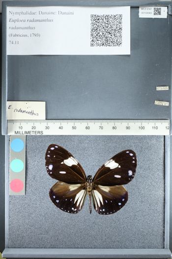 Media type: image;   Entomology 159383